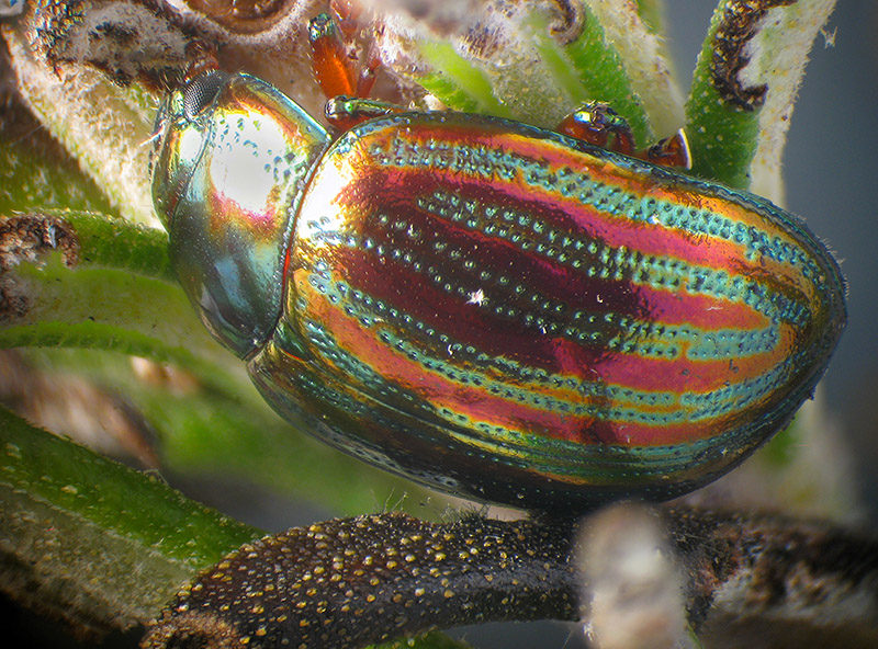 Chrysolina americana
